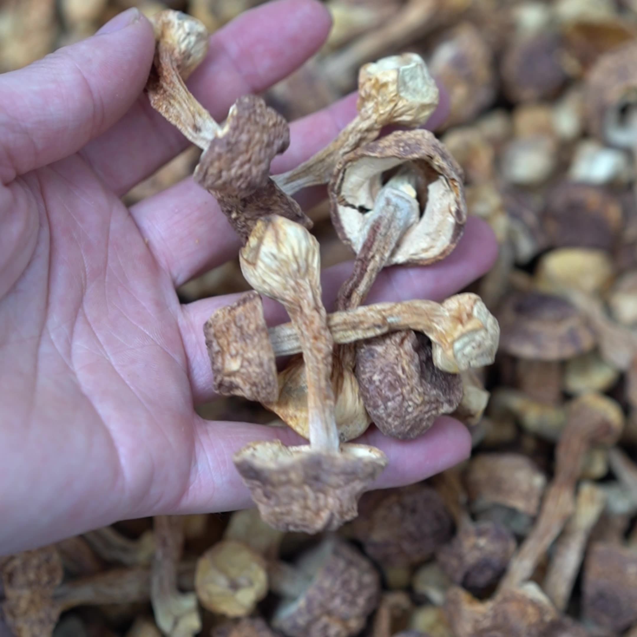 500g云南特产姬松茸松茸批发干货散装巴西姑云南特产姬松产地