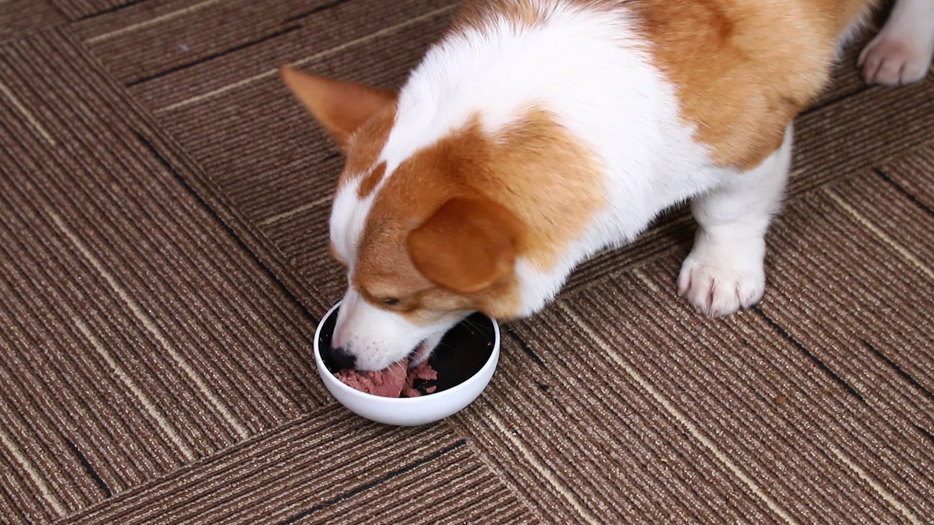 dog wet pet canned tin food odm oem high protein weight control