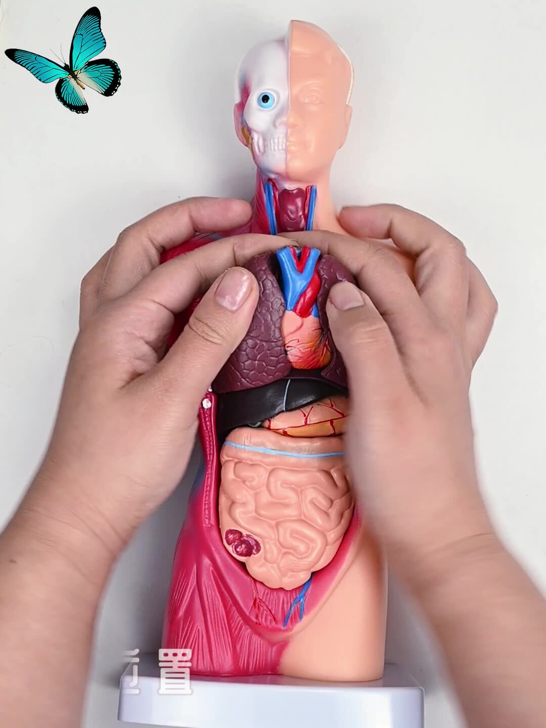 高端医学内脏器官心脏系统结构躯干 28cm人体解剖模型 26cm躯干-阿里