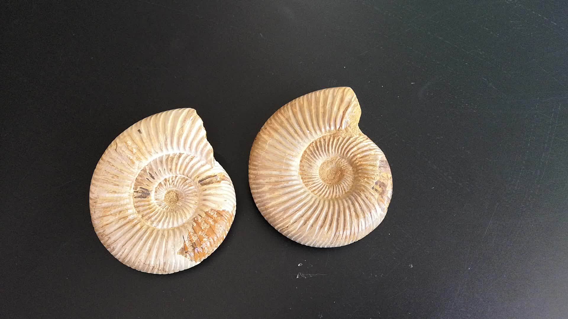 天然马达加斯加大号巴甫洛夫菊石标本 古生物化石原石摆件 黄海螺