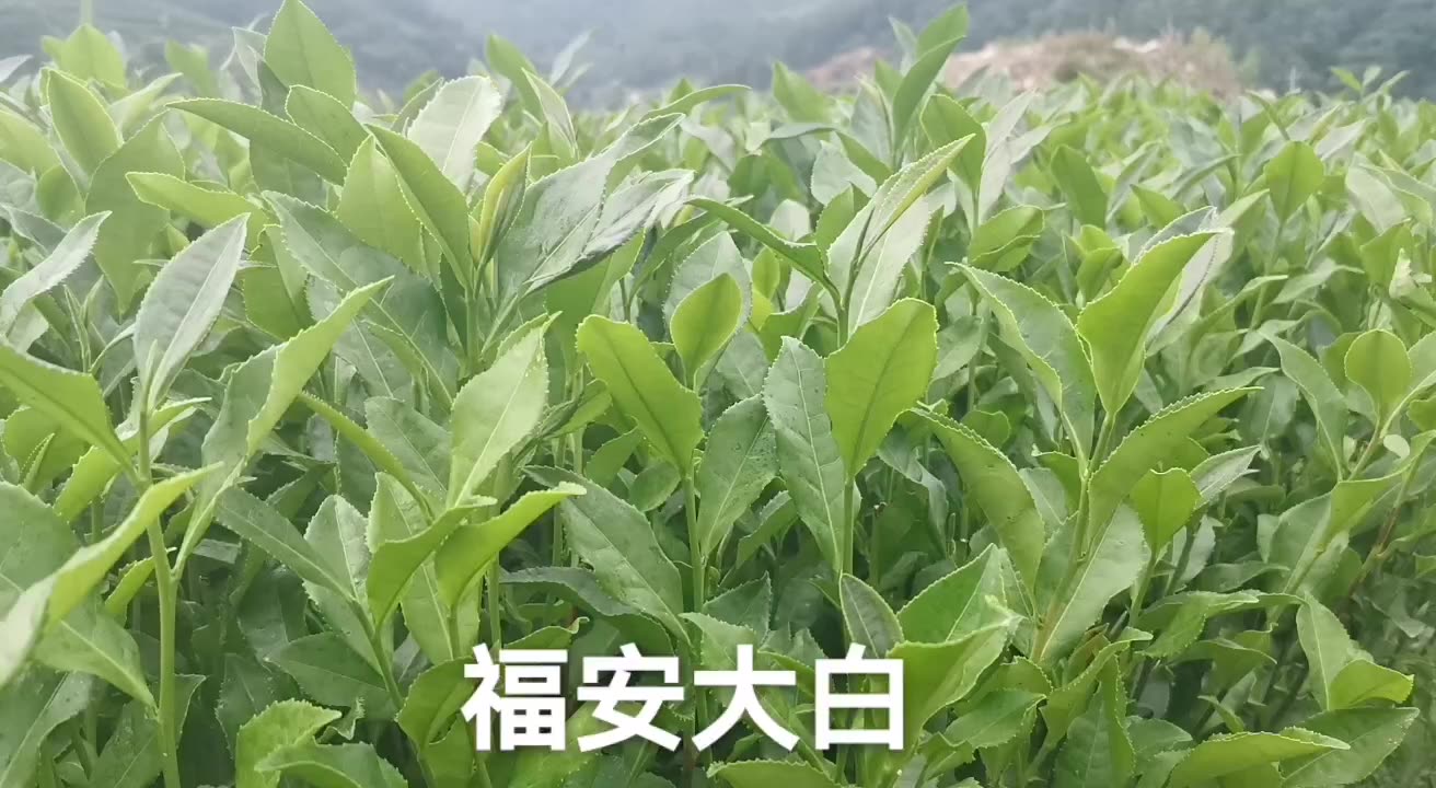 福安大白茶苗批发 基地生产福安大白茶树苗 全国批发茶苗