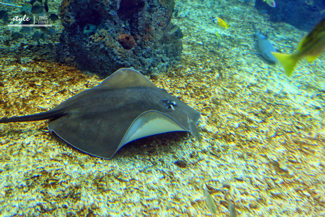 海洋裏的餐厅,一边享用美食一边潜水