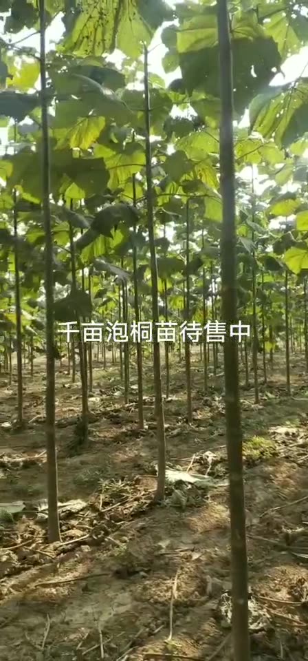 紫花泡桐苗大果泡桐树中国梧桐树苗速生法桐苗 泡桐树紫花泡桐苗