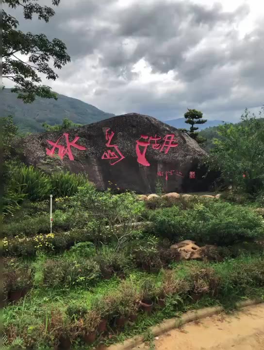 云南茶叶生普饼茶2020年冰岛普洱茶357克 临沧勐库古树茶现货批发