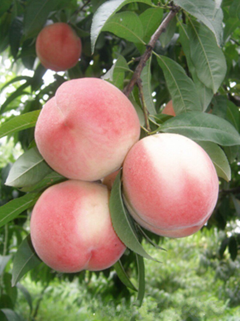 血桃,黄桃 趁天晴,赶紧摘!