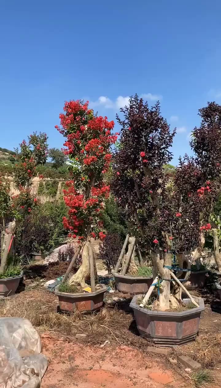 福建紫薇古桩 湖北紫薇桩景价格  安徽紫薇盆景 北京紫薇树桩