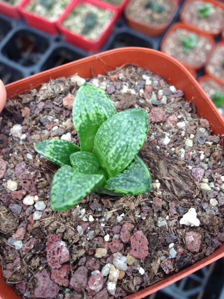 大久保白银寿3公分