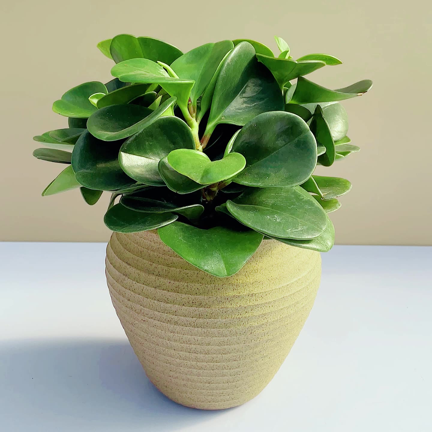 豆瓣绿青叶碧玉书房绿植桌面摆件,办公桌上的自然治愈感🌿