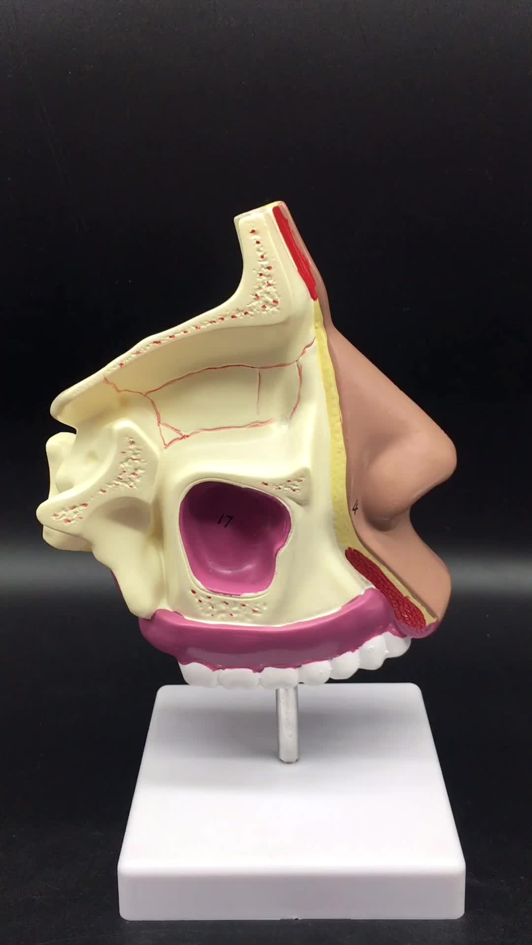 medical science sagittal plastic nasal cavity anatomical model