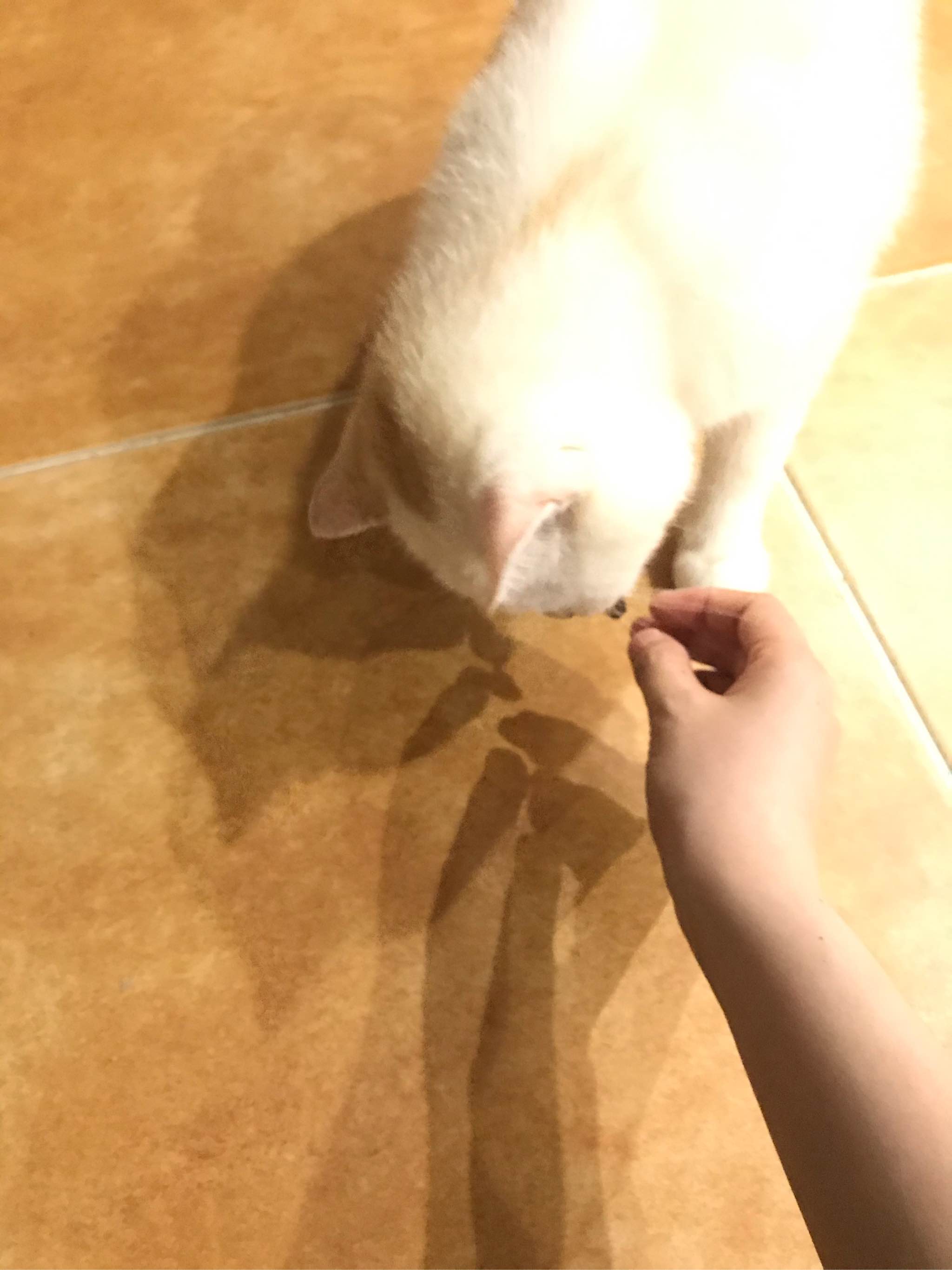 猫狗通用贻贝冻干零食怎么样?好用吗?亲自使用分享,第6张 猫狗通用贻贝冻干零食怎么样?好用吗?亲自使用分享,第6张