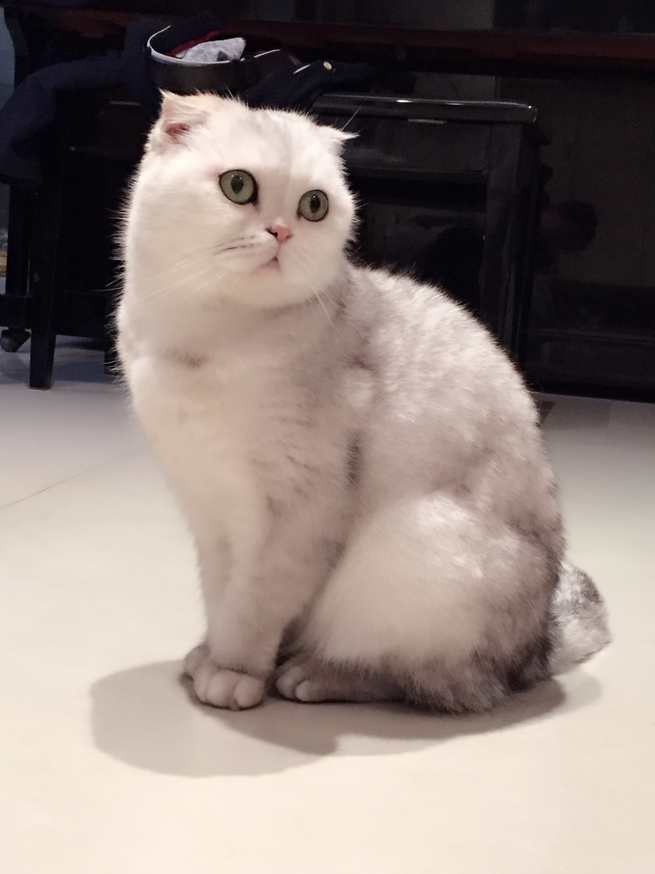 单c大绿眼银渐层宝宝找家长(预定)