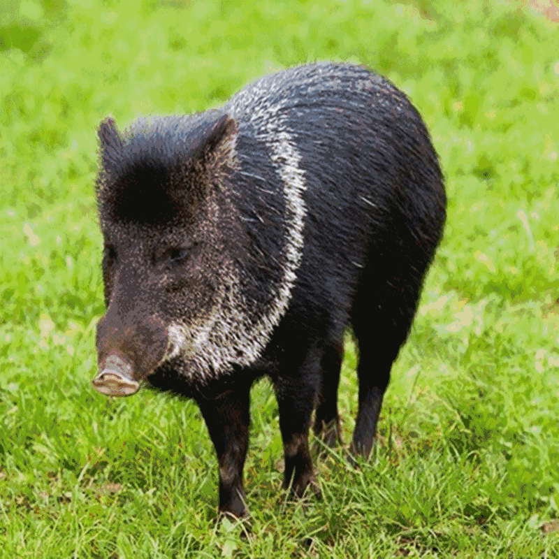 有机农产品和农产品地理标志)品牌产业,培育出"伶俐三宝"(伶俐野猪