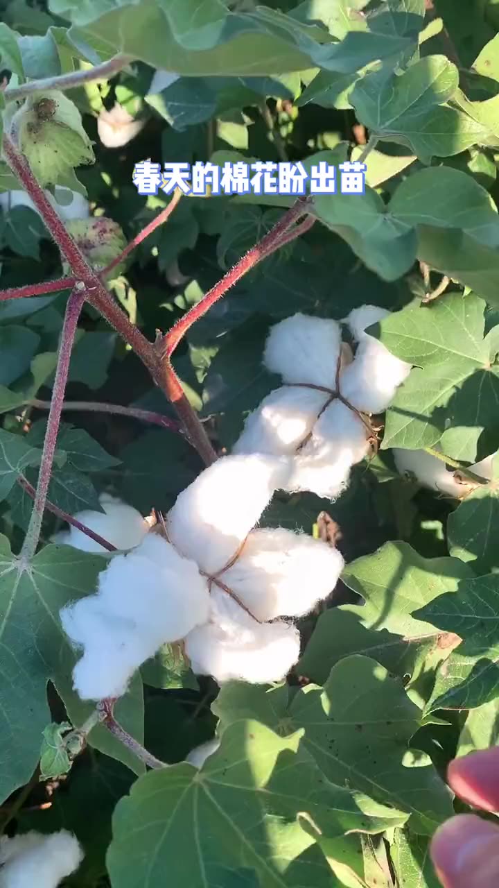 新疆长绒棉棉花被 宿舍加厚棉絮床褥 单双人保暖棉花胎被芯批发