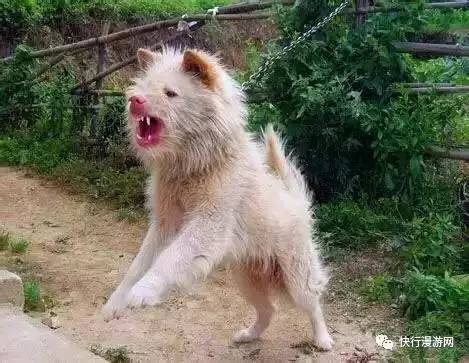 下司犬到底是中华名犬还是世界名犬?问问贵州人就知道