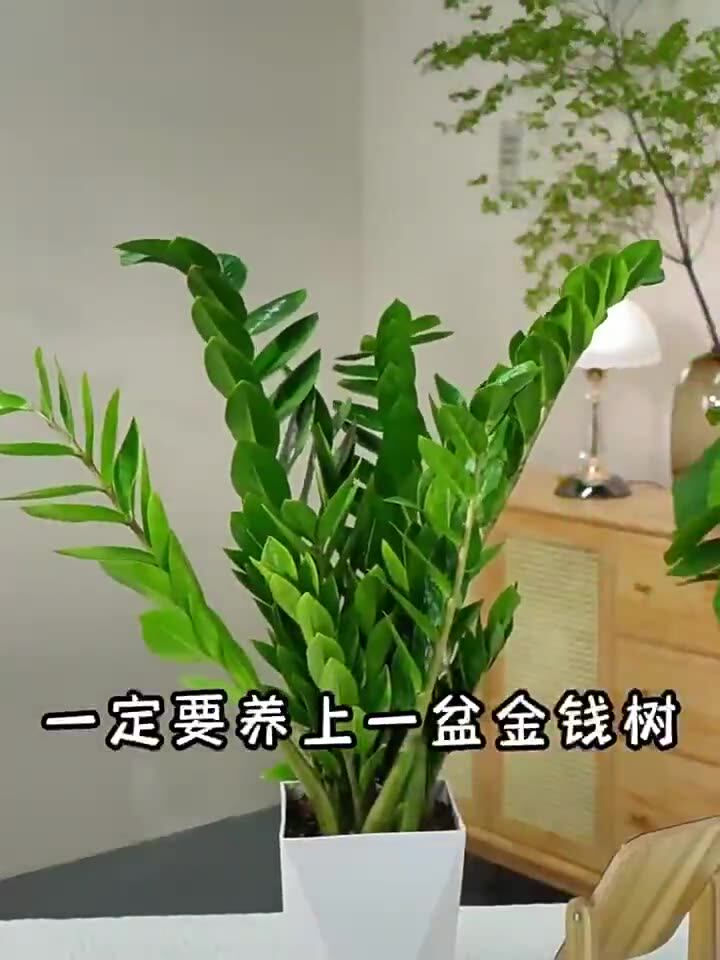 金钱树大盆栽室内绿植乔迁开业送礼办公室植物吸甲醛好养活北欧风