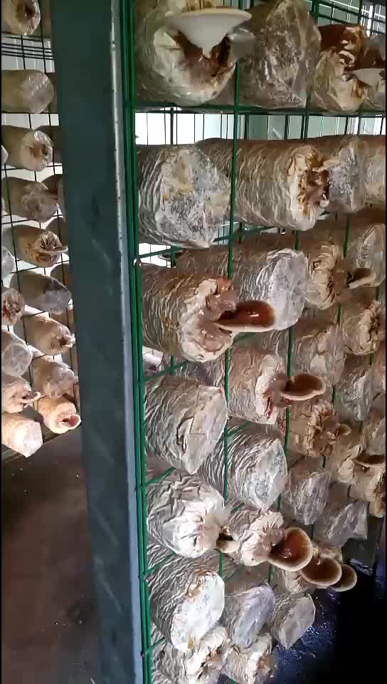 中久定制香菇出菇钢管层架 香菇大棚层架 花菇出菇架 放香菇架子