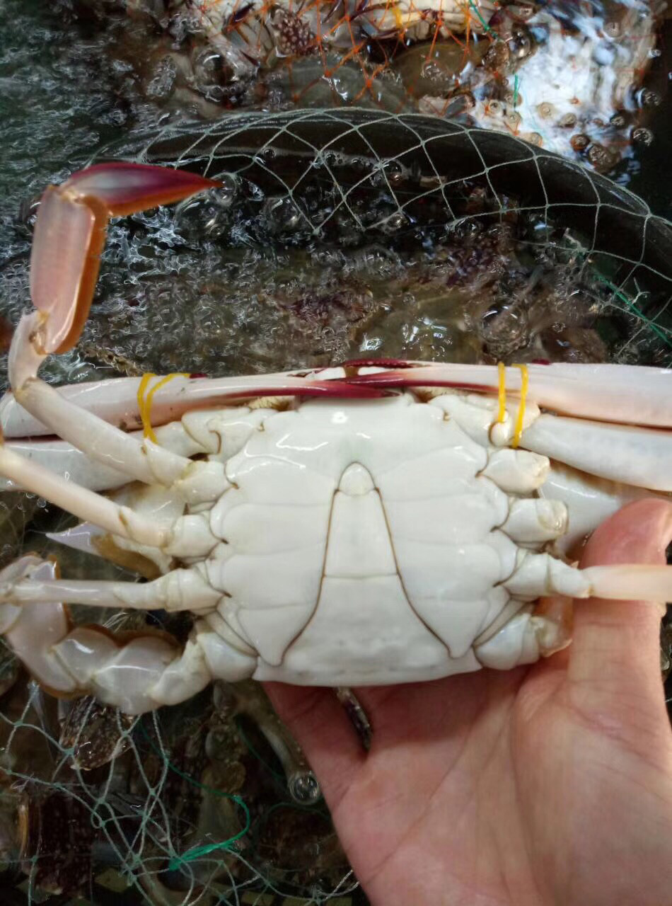 渔船海味新鲜水产大海蟹梭子蟹长脐花脐