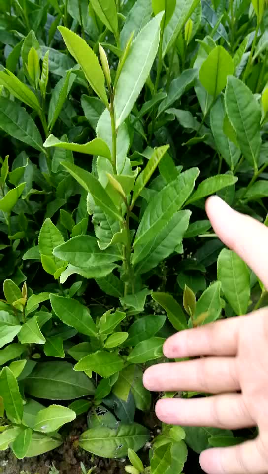 龙井43茶苗树种茶叶树苗西湖龙井茶苗绿茶茶叶苗批发北方南方种植