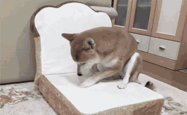 戏精学院毕业的柴犬,行走的表情包!