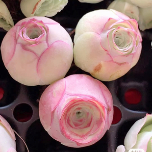 精美山地玫瑰小情书趣味办公桌多肉植物室内花卉盆栽阳台防辐射