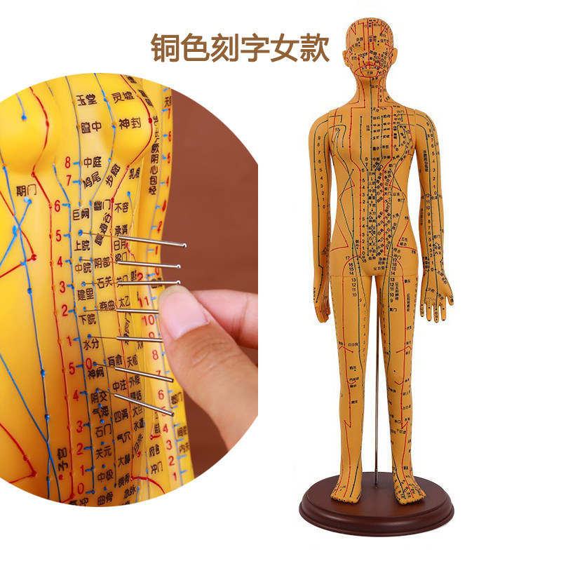 中医鍼灸学、婦人学 医学中医针灸穴位图50cm男女清晰经络模型小人体针灸穴位刻字模型