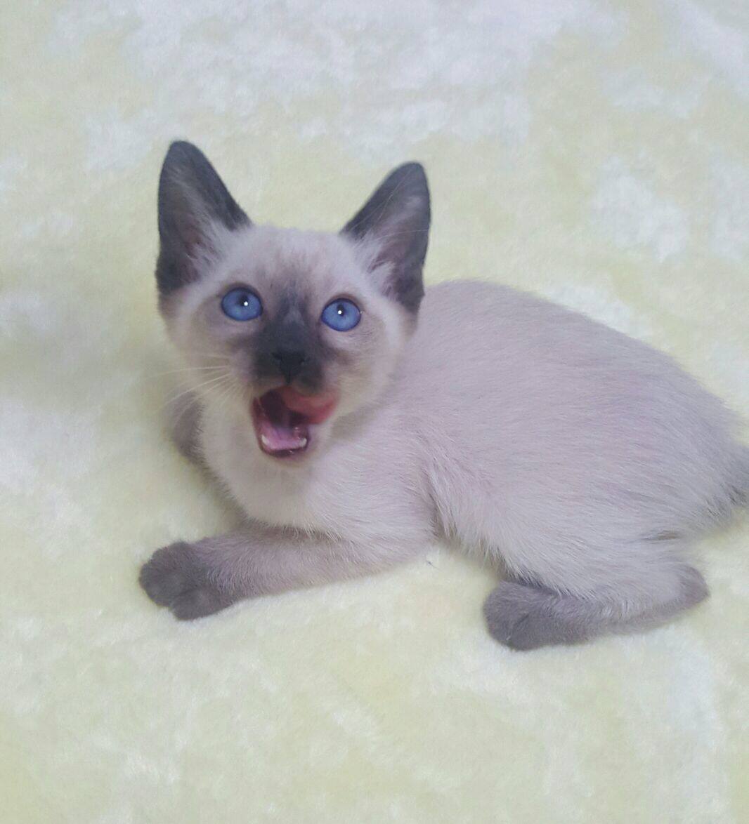 泰国暹罗猫 海豹色暹罗猫 泰国猫 宠物医生繁育 健康 公2 活体