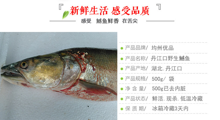 丹江口鱤鱼野生汉江鱤鱼黄钻水老虎新鲜鱤鱼太湖鱤丹江野鱼翘嘴白