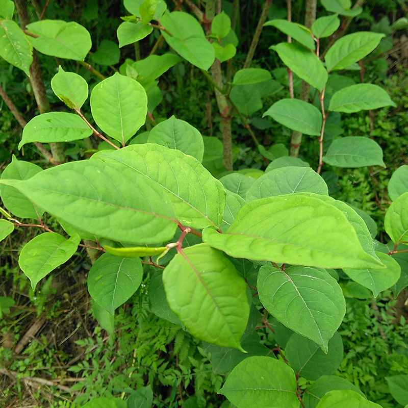 新鲜野生现挖虎杖茎叶苗花斑竹酸筒杆斑杖根川筋龙黄地榆中药材
