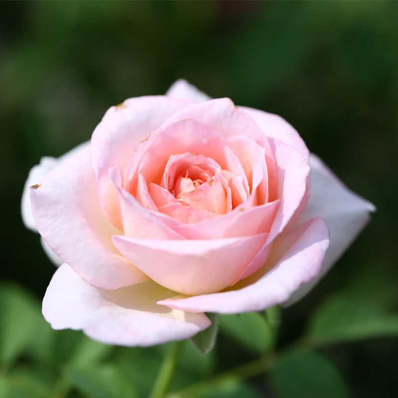 粉黛6.8折秒杀,倒计时10min (链接... 来自天狼月季 - 微博