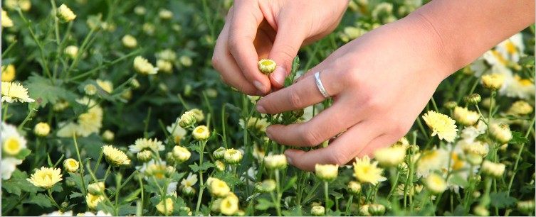 杭白菊未开放的花蕾叫做胎菊, 而10月末第一批采摘质量最好的是名符