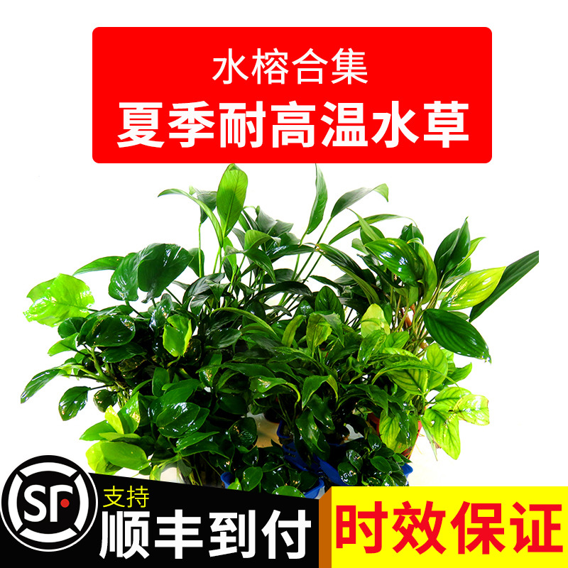 水榕鱼缸造景活体植物金钱丹麦大叶黄金榕绑沉木装饰新手好养水草 Изображение 1 水榕鱼缸造景活体植物金钱丹麦大叶黄金榕绑沉木装饰新手好养水草 Изображение 1