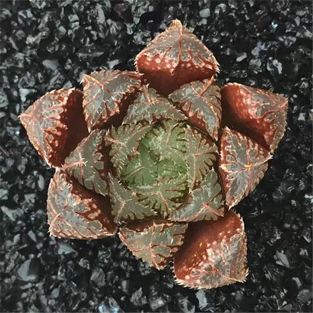 多肉植物花卉 红岩玉露 十二卷 景天花卉绿植满包邮_7折现价16.7元