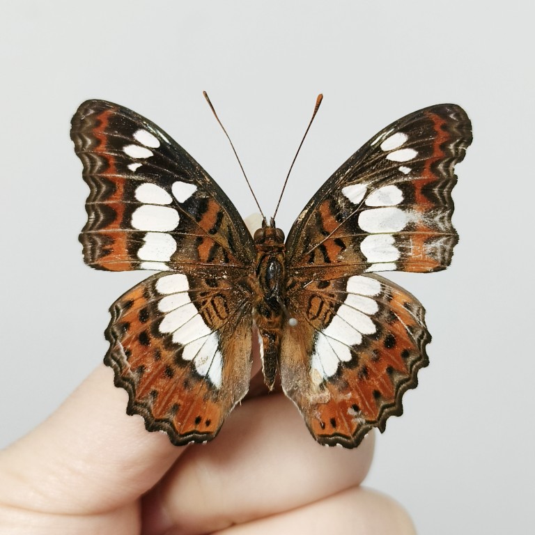 中國原蝶蝴蝶標本巴黎翠鳳蝶綠帶翠鳳蝶翠藍眼峽蝶標本獨立展示