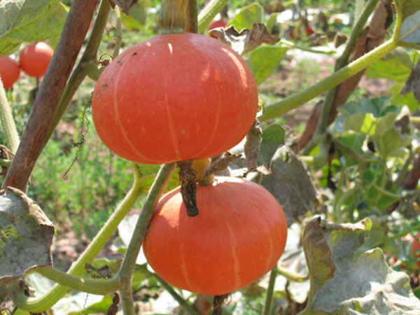 【寿光黄皮小南瓜种子】好吃的老品种小南瓜 粉而甜 蔬菜种子 5粒