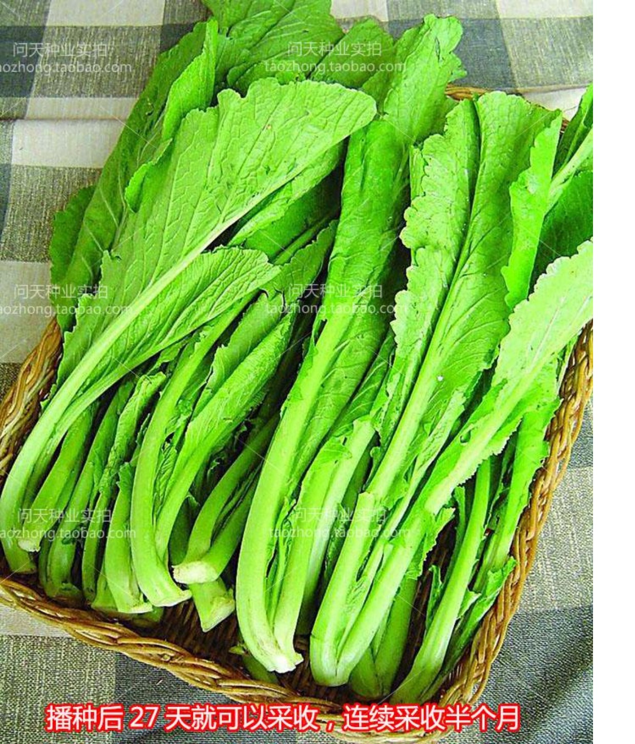 这20种春天的野菜，吃过它们做的「春食」，才不辜负春光 - 知乎