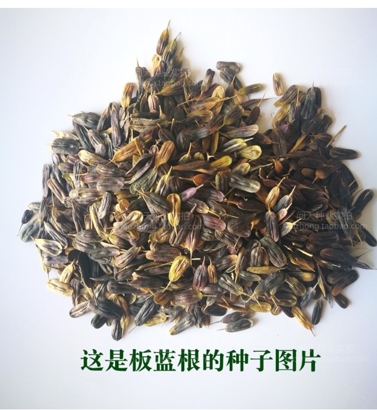 板蓝根种子中药种子大青叶种子野菜种子药食兼用芽苗菜种子a