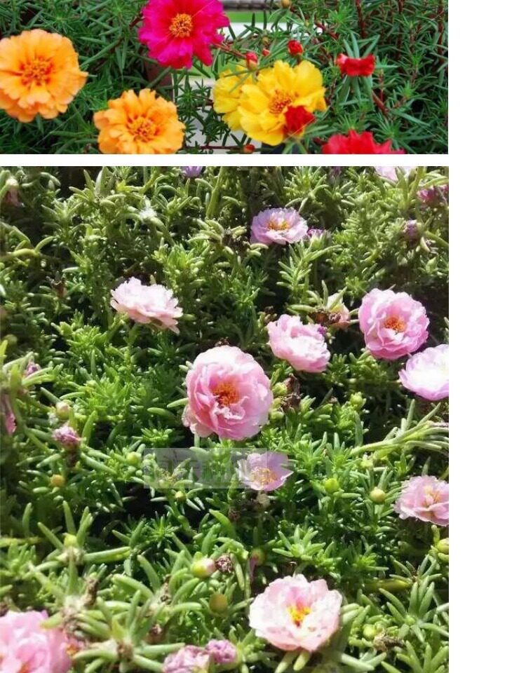 松叶牡丹重瓣太阳花种子花籽包邮好养易种春播阳台盆栽花卉