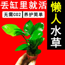 Water grass water Banyan fish tank landscaping decoration lazy water grass without carbon dioxide negative underwater leaf minibus Banyan