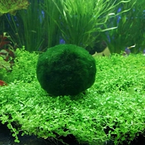 Water grass landscaping live real aquatic grass fish tank aquarium decoration Moss happy algae glomos shrimp nest Sky algae ball bag