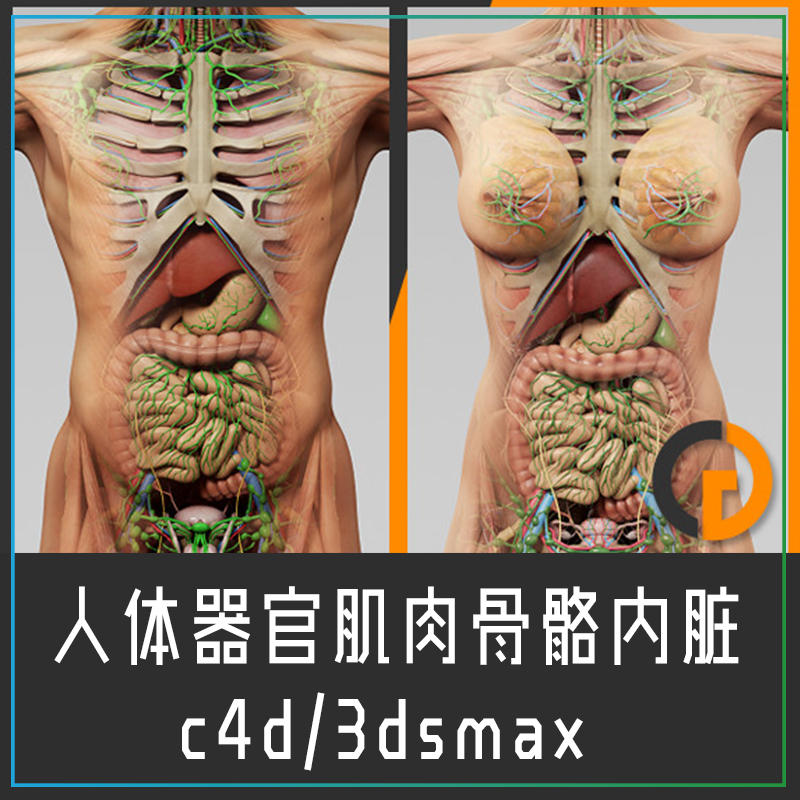 3d人体器官模型制作图片