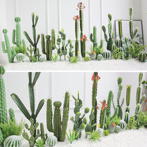 Nordic emulated cactus landscape Minjuku coffee shop shop window rectangular design desert green planting of fairy columns