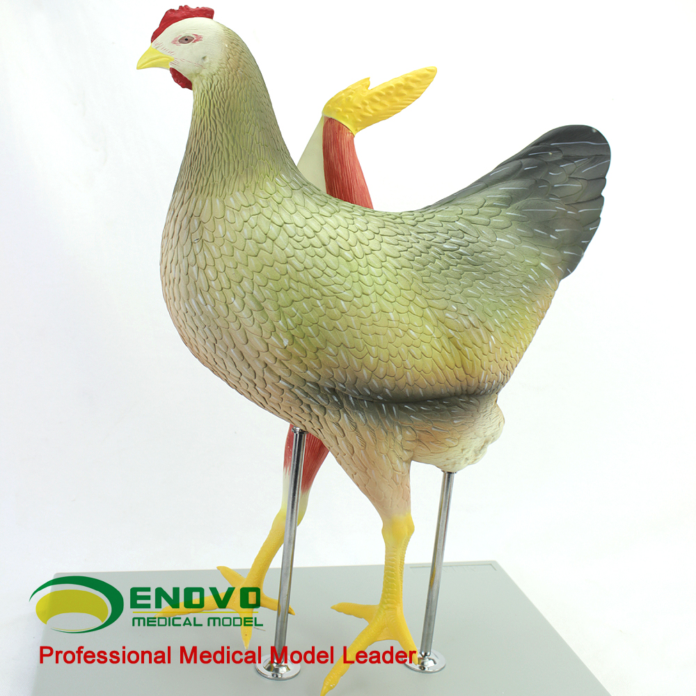 以成年母鸡标本为解剖参考,一比一等比例,纵切设计,完美的整合了鸡