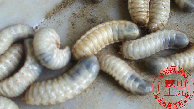蛴螬金龟子幼虫可做龟蛇变色龙蜥蜴等活食每只0.3满就送