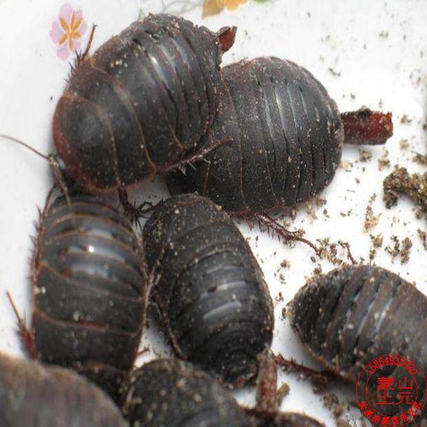 活土元 活体种虫土元卵地鳖虫药食两用骨折偏方好评如潮500g包邮