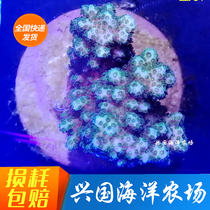 Hard Bone Coral Artificial Broken Branches Long Branches Varfish Scales Cat Bone Deer Corner SPS Living Seawater Fish Tank Express Break