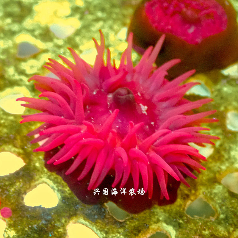 小红海葵 红色石葵 火山海葵 活体珊瑚 海水鱼 小丑奶嘴快递包活