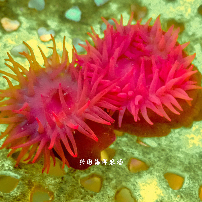 小红海葵 红色石葵 火山海葵 活体珊瑚 海水鱼 小丑奶嘴快递包活