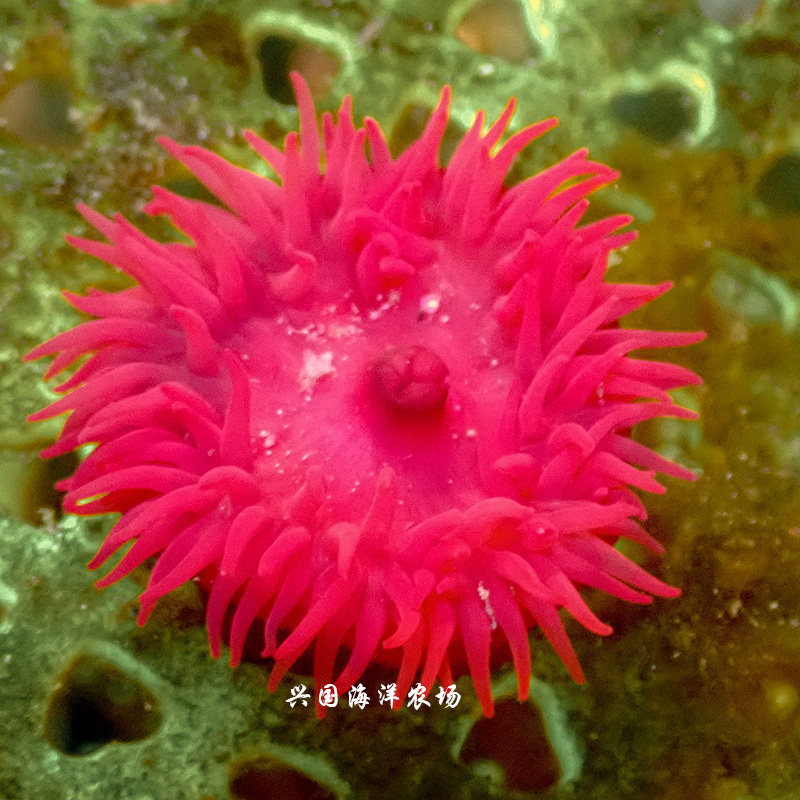 小红海葵 红色石葵 火山海葵 活体珊瑚 海水鱼 小丑奶嘴快递包活