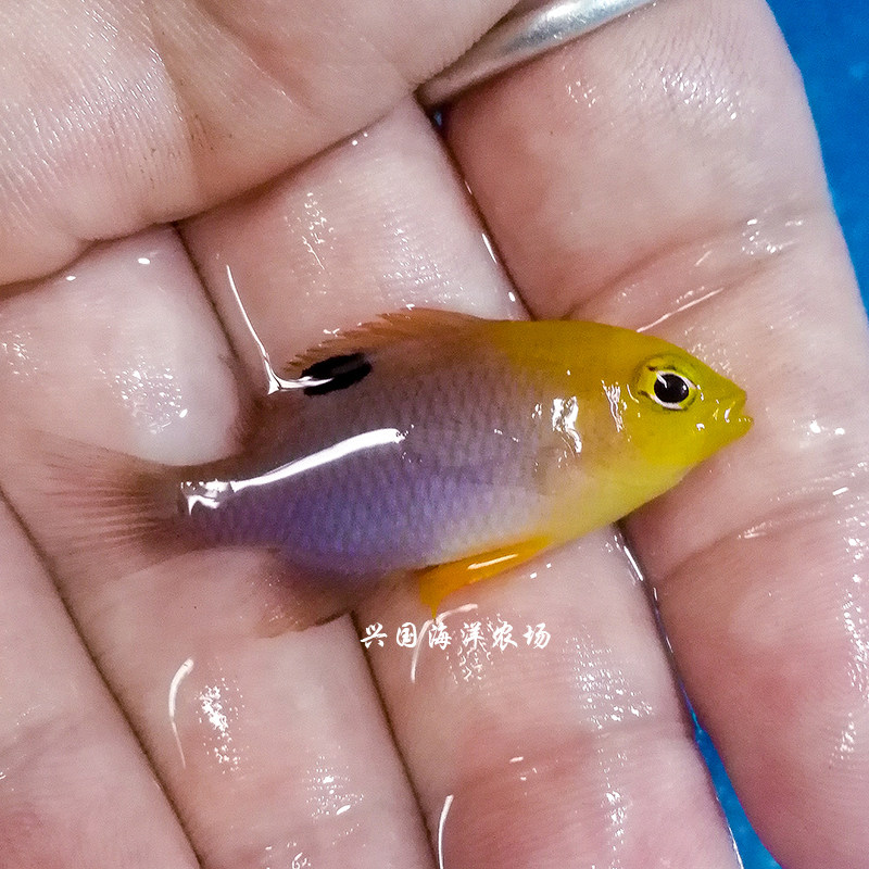 太阳魔 粉红魔斐济黄尾蓝白魔 海水鱼 人工饲养开口兴国快递包活