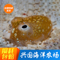 Gold Squid Octopus Octopus Software Sea Water Fish Small Creature Clown Fish Pet Tubule Xingguo Marine Farm
